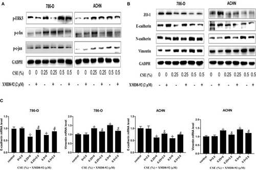 Figure 4 Molecular changes were further tested in XMD8-92-treated RCC cells. (A) XMD8-92 reduced p-c-jun and p-c-fos levels according to ERK5 suppression. (B and C) Meanwhile, inhibition of ERK5 results in ZO-1 and E-cadherin down-regulation, as well as Vimentin and N-cadherin up-regulation at both mRNA and protein levels. Data are expressed in the form of mean ± SD. *P<0.05, relative to control group; #P <0.05, XMD8-92 group relative to respective CSE group.