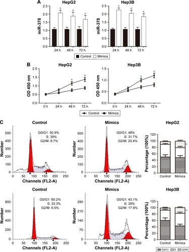 Figure 2 Overexpression of miR-378 inhibited HCC cells proliferation in vitro.