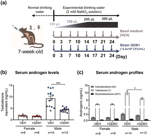 Figure 4. Administration of androgen-catabolic Thauera sp. strain GDN1 into mouse gut through oral gavage can regulate host circulating androgen levels. (a) Working flow of the administration of mice with strain GDN1 through oral gavage. Nitrate (2 mM) was supplemented in the drinking water during the period of continuous administration. (b) Administration of male mice with strain GDN1 through oral gavage for 25 days reduces serum testosterone levels considerably. (c) Strain GDN1 administration does not affect the serum androgen metabolite profiles of male and female mice considerably. Testosterone is the most dominant serum androgen (>90%, w/w) in all the included mice. Results are representative of three individual experiments. Statistical results were calculated with unpaired nonparametric t-test; *p<0.05, ***p<0.001. All data are shown as means ± SEM of 8–14 mouse individuals.