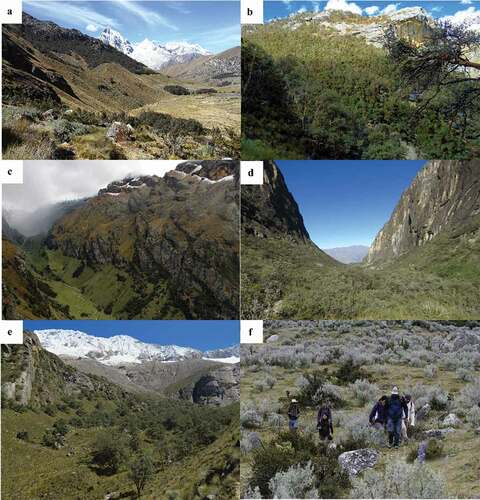 Figure 3. Examples of Polylepis forest from the glacial valleys of Ulta (a), Rajucolta (b), Llaca (c), Llanganuco (d) and Parón (e) within Cordillera Blanca. Matrix habitats are dominated by Puna grassland (a and e) or shrublands (f)