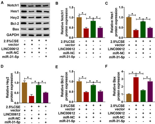 Figure 6 The expression levels of Notch signaling pathway-related proteins in CSE-induced HPMECs. (A–F) HPMECs were treated with vector+miR-NC, 2.5% CSE+vector+miR-NC, 2.5% CSE+LINC00612+miR-NC, or 2.5% CSE+LINC00612+miR-31-5p. (A) The representative pictures of western blot assay are presented. (B–F) The protein expression levels of Notch1, Hes1, Hey2, Bcl-2, and Bax were quantified by western blot assay in CSE-induced HPMECs. Data shown are mean±SD and from three independent experiments. *P<0.05.