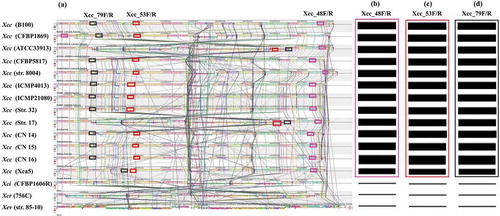 Figure. 1 Multiple alignment of whole genome sequence (a) of 13 X. campestris pv. campestris (Xcc) strains and one strain of each of X. campestris pathovars incanae and raphani and another species (X. euvesicatoria) using Mauve tool, version 2.4.0. The alignment consists of several rearranged pieces larger than 1 Kb. Each genome is laid out horizontally with homologous segments (LCBs) outlined as coloured rectangular solid boxes. Lines collate aligned segments between genomes. Regions inverted relative to Xcc B100 (race 1) are set below those that match in the forward orientation. Average sequence similarities within an LCB, measured in sliding windows, are proportional to the heights of interior coloured bars. Large sections of white within blocks and gaps between blocks indicate lineage specific sequence; Comparative homology among the bacterial strains using Geneious software (Free trial version) facilitated the identification of variable regions from where SCAR primers Xcc_48F/R (b), Xcc_53F/R (c) and Xcc_79F/R (d) were designed. Rectangular boxes of similar colour in a–d indicate similar genomic segments.