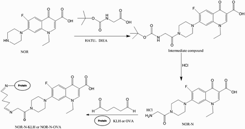 Figure 1. Synthesis of immunogen (NOR-N–KLH) and coating antigen (NOR-N–OVA).