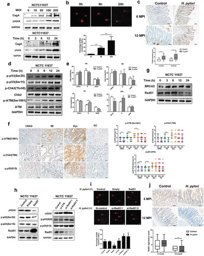 Figure 1. H. pylori infection affects DNA damage response signaling pathway. (a) Representative images of Western blot analysis for γH2AX in GES-1 cells with H. pylori NCTC11637 infection at different MOI or at different time points. (b) The comet assay for assessing DNA damage in GES-1 cells with or without H. pylori. Scale bar, 10 μm. (c) Immunochemistry for γH2AX in gastric tissues collected from Mongolian gerbils that were challenged with H. pylori NCTC11637 strain or Brucella broth for 6 months (H. pylori, n = 30; control, n = 15) or 12 months (H. pylori, n = 30; control, n = 10). (d) Representative images (200× magnification) of Western blot analysis for p-p53 (Ser20), p-p53 (Ser15), p-Chk2 (Thr168), Chk1, p-ATM (Ser1981), ATM in GES-1 cells infected with H. pylori NCTC11637 at different time points. (e) Flow cytometry analysis for cell cycle distribution after H. pylori infection. (f) Representative immunohistochemical staining for p-ATM (S1981), p-Chk2 (T68) and p-p53 (S15) in a series of human gastric tissues with Correa cascade from CNAG, IM, Dys and GC. Quantitative analysis of the immunohistochemical staining results in gastric tissues. *P < .05, **P < .01. (g) Representative images of Western blot analysis for Rad51 in GES-1 cells with H. pylori NCTC11637 infection. (h) Representative images of Western blot analysis for γH2AX, p-p53 (Ser20) and p-p53 (Ser15) in GES-1 cells, which were treated with H. pylori in combination with plasmid expressing Rad51 or Rad51 siRNAs. A representative blot of three independent experiments was shown. (i) After transfected with Rad51 expression plasmid or Rad51 siRNAs, the comet assay was performed to detect DNA damage and the length of tail DNA was evaluated in gastric cells with H. pylori infection. (j) Immunohistochemistry staining images (200× magnification) for Rad51 in gastric tissues of Mongolian gerbils infected with H. pylori. Scale bar: 50 μm. All in vitro experiments were independently repeated three or more times. *P < .05, **P < .01.