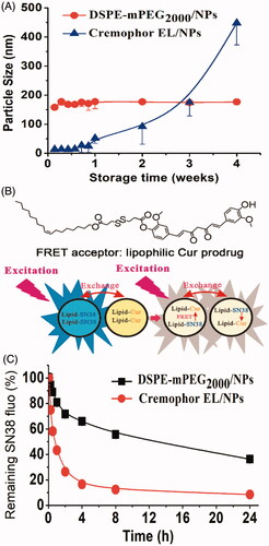 Figure 2. Change of particle size of DSPE-mPEG2000/NPs and Cremophor EL/NPs in water stored at 4 °C for 4 weeks, [means ± SD, n = 3] (A). Schematic illustration of the mechanism to detect prodrug exchange between NPs using a FRET technique, the lipophilic prodrugs of SN38 and Cur were chosen as the FRET donor and acceptor, respectively (B). Kinetic change of fluorescence intensity of SN38 when SN38 prodrug-loaded NPs were mixed with that containing Cur prodrug (C).