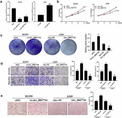 Figure 2. Effect of circ_0067741 on the growth and development of lung adenocarcinoma cells.