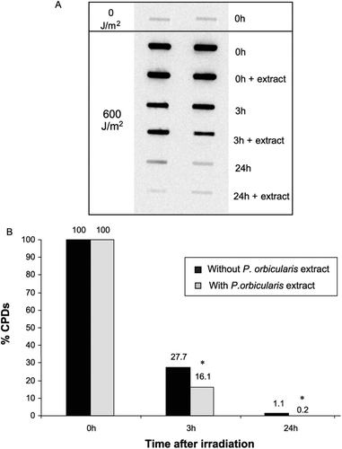 Figure 5.   Improved DNA damage (CPD) removal in human cells incubated with a P. orbicularis extract. CPD removal was determined with immunoblots, in MRC5-SV cells irradiated with UVB (600 J/m2) and incubated in the presence or absence of P. orbicularis extract (1 µg/mL). The results are expressed in the relative amount of CPDs induction relative to samples of control DNA and the percentage of the remaining damage. * indicates that the differences in each treatment are statistically significant (Student’s t-test, p < 0.05).
