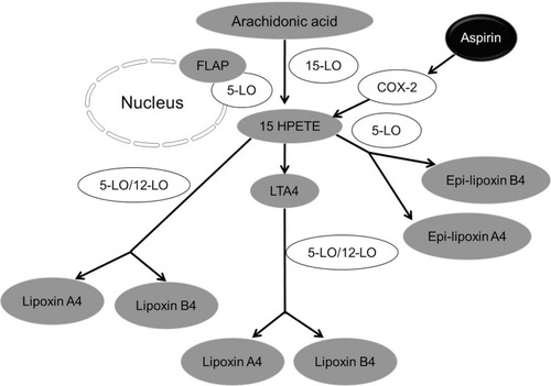 Figure 1 Synthesis of lipoxin. Three major lipoxygenases (LO) such as 5-LO, 15-LO, and 12-LO are involved in lipoxin synthesis from arachidonic acid.Notes: In the first route of lipoxin synthesis LTA4 is acted upon by 12-LO, and is converted to lipoxins. The second route of synthesis of lipoxins involves the action of a series of lipoxygenase (5-LO in neutrophils and 15-LO in erythrocytes) activities on arachidonic acid which then gets converted to 15-HEPTE. Lipoxins are formed from 15-HEPTE by the action of either 5-LO or 12-LO. The third route is the formation of epi-lipoxin A4 or aspirin-triggered lipoxin (ATL) and epi-lipoxin B4 whose generation is aspirin dependent. No fill represent enzymes whereas the gray filled represent the metabolites or end products.Abbreviations: 15-HPETE, 15-hydroxyperoxyeicosatetraenoic acid; COX-2, cyclooxygenase-2; FLAP, 5-lipoxygenase-activating protein; LTA4, leukotriene A4.