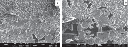 Figure 1. Scanning electron images for (A) Taro starch and (B) sodium alginate capsules.