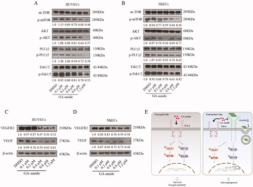 Figure 6. GA-amide suppressed the expression of VEGF and VEGFR2 and downregulated the activation of the AKT/mTOR and PLCγ/Erk1/2 pathways. (A,B) The expression levels of proteins involved in the AKT/mTOR and PLCγ/Erk1/2 pathways in GA-amide- or DMSO-treated HUVECs (A) and NhECs (B) were evaluated by Western blot. Quantitative analysis of phosphorylated protein levels normalized to non-phosphorylated protein levels in the corresponding samples. (C,D) The expression levels of VEGF and VEGFR2 in GA-amide- or DMSO-treated HUVECs (C) and NhECs (D) were evaluated by Western blot. (E) A model of the mechanism by which GA-amide inhibits angiogenesis by ECs.