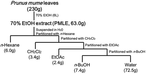 Figure 1. Extraction and fractionation of Prunus mume leaves (schematic diagram). CH2Cl2, dichloromethane-soluble fraction; EtOAc, ethyl acetate-soluble fraction; n-BuOH, butanol-soluble fraction.