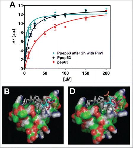 Figure 4. Proline cis/trans isomerization of (T/S)PPPxY recognition motif with the WW2-Itch domain. Intrinsic fluorescence changes (A) of Itch-WW2 (5 μM) at the increase of pep63 (—) and Ppep63 concentrations, after 0 (—) and 2 h (—) incubation of the Ppep63 in the presence of Pin1 enzyme. The quenching of the emission band of Itch-WW2 using an 280 nm λex and 330 nm λem with a slit of 5 nm in 10 mM potassium phosphate buffer, 100 mM NaCl, 0.1 mM EDTA, 5 mM DTT, pH 6.0, at 37°C. Molecular Docking of the (B) TPcisPPPY (cyan) and TPtransPPPY (magenta) peptide and (C) TpPcisPPPY (cyan) and TpPtransPPPY (magenta) with the WW2-Itch domain. In orange is shown the phosphate group.