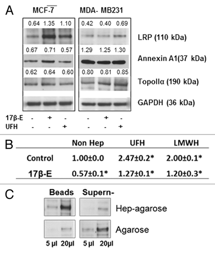 Figure 4. The upregulation of LRP by 17-β-estradiol shows that interaction with LRP was responsible for the heparin induced inhibition of the efflux of doxorubicin from MCF-7 cells. (A) Western blot of non-ABC proteins expression regulated by 17-β-estradiol. MCF-7 cells were treated with 17-β-estradiol with or without heparin for 12 h, lysates were prepared and western blot analysis performed with a range of non ABC protein antibodies, as indicated. The number above each band is the level of expression calculated in respect of the level of GAPDH; (B) Efflux assay demonstrates that the intracellular accumulation of doxorubicin in MCF-7 cell was reduced by 17-β-estradiol treatment. Data shown are the -mean ± SD of 3 separate experiments as calculated relative to the control. *P = 0.01 compared with control cultures. (C). Extraction of cells lysates with heparin–agarose shows that LRP is a heparin binding protein, The experiment was performed as described in Figure 2. Binding by agarose beads type II are shown as a control.