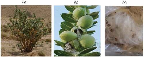 Figure 1. Some picture of the Calotropis gigantea plant, fruits and fibers.