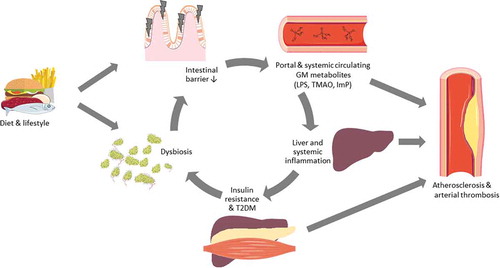 Figure 2. Simplified overview of gut microbiota (GM)  contribution to the development of cardiometabolic diseases based on available animal and human studies. High-fat diet or diets rich in meat and eggs are associated with dysbiosis and have been shown to disrupt the intestinal barrier, this way, bacteria-derived endotoxins such as lipopolysaccharides (LPS), trimethylamine N-oxide (TMAO), and imidazole propionate (ImP) can enter the portal and systemic circulation. Circulating LPS induces systemic inflammation and inflammation of adipose tissue, which is associated with insulin resistance in the liver and muscle tissue, facilitating the onset of type 2 diabetes mellitus (T2DM). T2DM subjects have altered GM compositions, also called dysbiosis. T2DM patients with dysbiosis have an increased intestinal permeability, resulting again in endotoxemia. Inflammation, T2DM, and GM-derived metabolites have been associated with the development of atherosclerosis and can also influence thrombus growth.
