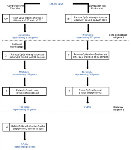 Figure 1. Filtering criteria for the identification of CpGs differentially methylated between GDM and normal pregnancies. The starting number of CpGs (484,273) was derived through the removal of CpGs with high detection values (P > 0.05) and those with missing β-values in any one of the 22 samples, as described in the Materials and Methods. Horizontal line denotes additional filtering steps. *According to Finer et al. criteria.Citation22 **According to Ruchat et al. criteria.Citation17 GDM, gestational diabetes. SD, standard deviation.