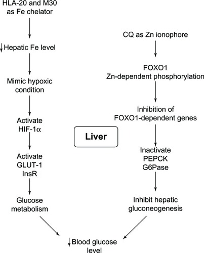 Figure 20 Liver functions on controlling glucose metabolism and antidiabetic actions of 8-hydroxyquinoline derivatives.