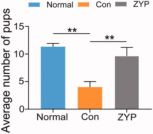 Figure 9. The number of pups of rats in three groups (*p < 0.05, **p < 0.01). Con: control; ZYP: Zishen Yutai Pill.