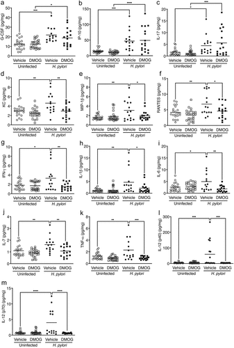 Figure 3. DMOG treatment reduces proinflammatory immune responses and M1 macrophage polarization markers in vivo. Chemokines and cytokines were analyzed in gastric tissue from mice treated with vehicle or DMOG and then challenged with or without H. pylori. Levels of G-CSF (a), IP-10 (b), and IL-17 (c) were increased with H. pylori infection. H. pylori-induced chemokines KC (d), MIP-1β (e), and RANTES (f) as well as proinflammatory cytokines INF-γ (g), IL-1β (h), IL-6 (i), IL-7 (j), TNF-α (k), IL-12 (p40) (l), and IL-12 (p70) (m) were significantly attenuated by DMOG treatment. Open symbols: uninfected mice; closed symbols: H. pylori-infected mice. Circles: vehicle-treated; squares: DMOG-treated. ANOVAs with Sidak multiple comparisons test were used for statistical analyses. ****, P < .0001; ***, P < .001; **, P < .01; *, P < .05.