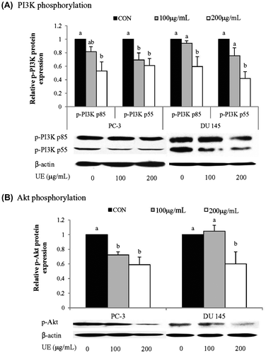 Fig. 7. Effects of RCM Extracts on p-PI3K and p-Akt activity in PC-3 and DU 145.Notes: PC-3 and DU 145 were treated with UE (100 and 200 μg/mL) for 8 h. Relative p-PI3K (A) and p-Akt (B) activity were measured by western blotting. Values not sharing the same letter were significantly different (p < 0.05). (CON: control and UE: unripe R. coreanus Miquel ethanol extract).