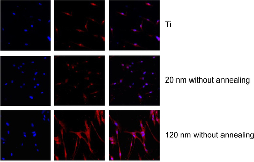 Figure S5 Immunofluorescence of caspase-3 expression in U87 cells cultured on nanotubes including the image of nuclear staining, the nanotubes were without annealing and the smooth surface of titanium was control.Abbreviation: Ti, titanium.