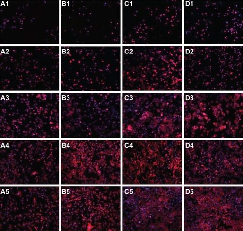 Figure 7 C3h10T1/2 cell growth on mechanically polished titanium (A), acid-etched titanium (B), 80 nm TiO2 nanotube arrays (C), and 30 nm TiO2 nanotube arrays (D), after 1 hour (1), 2 hours (2), 8 hours (3), 12 hours (4), and 24 hours (5) of incubation.Note: The cells were fluorescently stained for cytoskeletal F-actin fibers (red) and at the nucleus (blue) (100×).