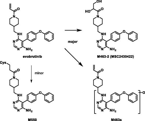 Figure 3. Proposed metabolism of evobrutinib to its major metabolites in healthy volunteers.