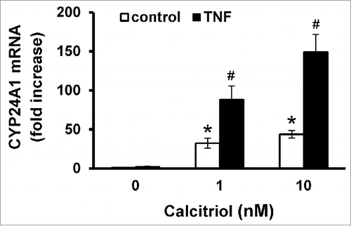 Figure 3. TNF increases CYP24A1 gene expression induced by calcitriol. HaCaT cells were treated with TNF (10 ng/mL) for 22 hours. Calcitriol was then added to TNF-treated and untreated cultures for 2 hours. mRNA levels of CYP24A1 were quantified by real-time PCR and normalized to RPLP0 mRNA levels. Values for untreated cultures were assigned the arbitrary value of 1. The significance of the difference between groups was assessed by unpaired Student's t-test: cultures treated vs non-treated with calcitriol (*, P < 0.01); cultures treated vs non-treated with TNF (#, P < 0.01).