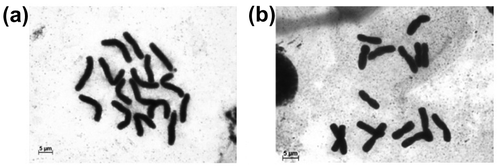 Figure 3. C-metaphases of Allium cepa pre-treated with 0.01% colchicine solution (a) for 1 hour; (b) for 3 hours. C-metaphases with the closest TCL value to the average one for particular pre-treatment times were selected.