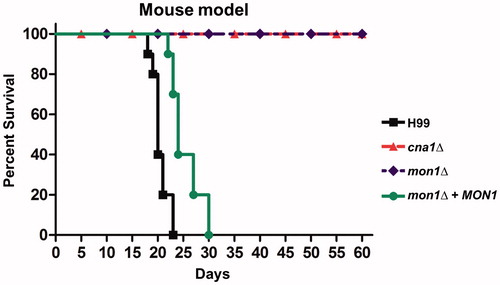 Figure 4. Virulence of the Cnmon1Δ mutant in the murine inhalation model. Cnmon1Δ mutant exhibits avirulence when compared to the WT and Cnmon1 + CnMON1 complement strains. WT (H99), Cncna1Δ (KK1), Cnmon1Δ (HP55), and Cnmon1 + CnMON1 (HPC3) cells were grown overnight in YPD broth at 30 °C and washed with PBS. Cells (5 × 105) were inoculated into A/J mice via intranasal instillation. Animal survival was monitored for 60 days post-infection.