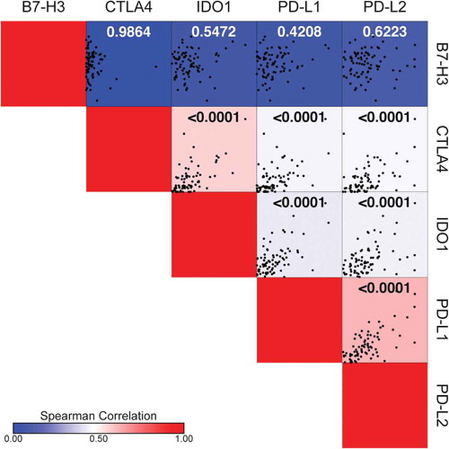 Figure 6. B7-H3 expression does not correlate with the expression of PD-L1, PD-L2, IDO1, or CTLA4. Spearman correlation matrix illustrating gene expression correlations between PD-L1, PD-L2, B7-H3, IDO1 and CTLA4 using the TARGET osteosarcoma RNA sequencing dataset. Respective correlation X-Y scatter plots are shown within each square where each black dot represents an individual sample. Spearman correlation (r) is indicated by the color bar where r values increase from blue (r = 0) to red (r = 1). Statistical significance (p ≤ 0.05) for each correlation is indicated in each square.