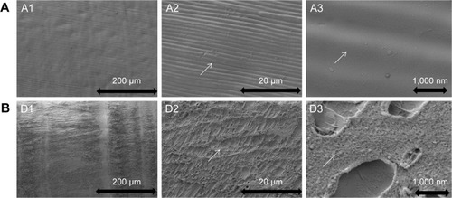 Figure 2 Representative SEM images of groups A and D.Notes: (A) A1–A3 chitin. (B) D1–D3 chitin-amphiphilic ion/quaternary ammonium salt. The white arrows are significantly different in structure.Abbreviation: SEM, scanning electron microscopy.