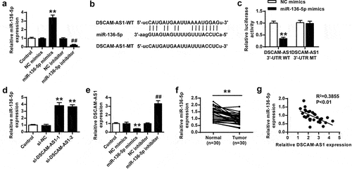 Figure 4. DSCAM-AS1 directly bound to miR-136-5p. (a) The transfection efficiency of miR-136-5p mimics or inhibitor was confirmed. (b) The putative interaction between DSCAM-AS1 and miR-136-5p by Starbase. (c) Luciferase reporter assay. (d) PNAC-1 cells were transfected with si-DSCAM-AS1-1 and si-DSCAM-AS1-1, and miR-136-5p expression was evaluated. (e) DSCAM-AS1 level in PNAC-1 cells after transfection with miR-136-5p mimics or inhibitor. (f) MiR-136-5p level in tumor tissues. (g) The correlation between DSCAM-AS1 and miR-136-5p levels in tumor tissues.