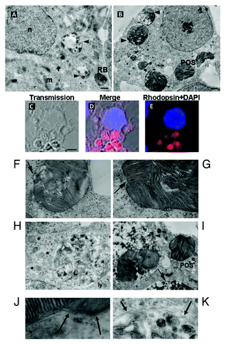 Figure 4. Degradation of either RB or POS by Sertoli cells. In (A), electron microscopy analysis showing intact RB, entered Sertoli cell cytoplasm along with partly degraded RB inside degradative vacuoles at different stages of their maturation, filled with electron-dense degradative remnants (arrowheads). Large portions of intact and partly degraded (B–K) Rhodopsin-positive POS membranes (B–E) are detected within Sertoli cell cytoplasm. Intact POS, entered the cytoplasm, are wrapped by double membranes (F and G) and may be directly conveyed into degradative vacuoles (I) (arrowhead), which further mature into late degradative vacuoles delimited by single membrane (B–I) (arrow). The arrow in (F) indicates partly degraded POS fragments, devoid of plasma membrane, wrapped by a phagophore. The arrow in (G) indicates triple membrane; in newly ingested POS, consisting of POS plasma membrane wrapped by a phagophore. Apart from single-membrane limited degradative vacuoles, disintegrated POS are found inside double-membrane limited vacuoles (H). Double-membrane vacuoles are surrounded by small lamellar vacuoles (H) (asterisk). Electron microscopy images from RB and POS-treated Sertoli cells show no sign of cell damage in the nuclei or in the cytoplasm. (J) Represents a higher magnificence image of (G) showing double-membrane wrapped plasma-membrane delimited fragments of undegraded POS (arrows). (K) Represents a higher magnification of (H) showing double-membrane wrapped degraded fragments of POS. Abbreviations: ly, lysosome; m, mitochondrion; n, nucleus. Scale bars: (A, B, F, G, H) 1 μm; (C, D, E, I and J) 5 μm.