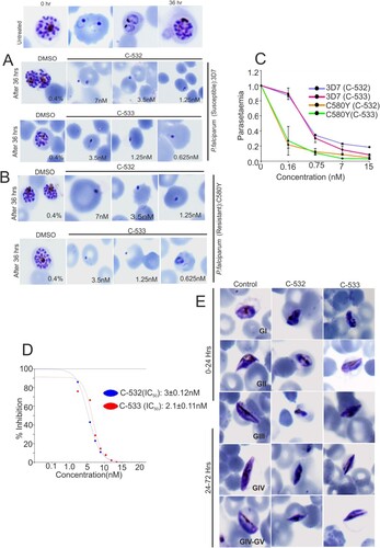 Figure 5. In vitro inhibition of P. falciparum growth at asexual and sexual stages in the presence of MCA-2 inhibitors, C-532 and C-533. Giemsa stained bright-field microscope images showed the predominant parasite phenotype at different concentrations of C-532 and C-533 after 36 hrs of incubation. Treated parasites did not progress normally at their lowest concentration of 0.6nM, and morphologically distorted rings were observed (A, B). Solid lines graphs represented the parasitaemia in the C-532, and C-533 treated parasites after staining with syber-green-I dye (C, D). Giemsa stained bright-field microscope images were showing the predominant phenotype of the gametocytes stages of the parasite at 24 and 72 hrs after the addition of compounds C-532 and C-533 (E). A graph represented the IC50 value of C-532 and C-533 for inhibiting 50% parasite growth in vitro (F).