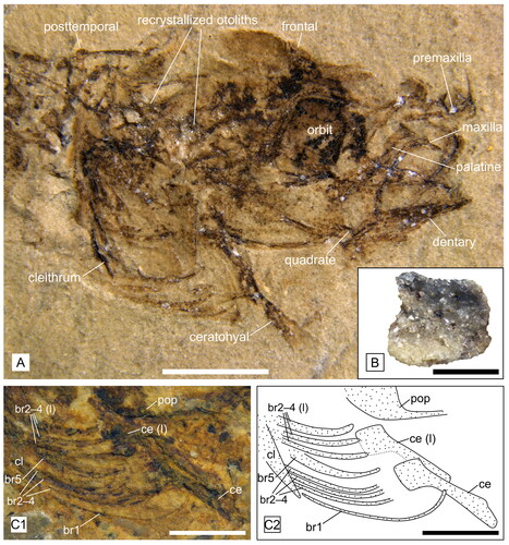 Figure 4. Head details of †Simpsonigobius nerimanae gen. et sp. nov. A, paratype BSPG 1980X1019a, head with strongly recrystallized otoliths in situ, scale bar = 2 mm; B, paratype BSPG 1980X1006b, otolith (recrystallized) preserved in situ, scale bar = 0.5 mm; C, paratype BSPG 1980X1020(2), photo (C1) and interpretative drawing (C2) of hyoid bar, bones from left side are indicated with ‘(l)’, scale bar = 1 mm. Abbreviations: br, branchiostegal ray; ce, ceratohyal; cl, cleithrum; pop, preopercle.