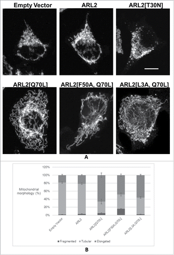 Figure 2. Activating and inactivating mutants of ARL2 have opposing effects on mitochondrial morphology. (A) HeLa cells were transiently transfected with empty vector control (pcDNA3.1) or plasmids (2 µg) directing expression of ARL2, ARL2[T30N], ARL2[Q70L], ARL2[F50A, Q70L], or ARL2[L3A, Q70L]. Cells were fixed 1 day (ARL2[T30N]) or 3 d (all others) after transfection and stained for HSP60, as described under Methods. 2D projections of z-stacks acquired by confocal microscopy are shown, with the exception of the cell expressing ARL2[T30N], where a single z-section is shown. Scale bar = 10 µm. (B) HeLa cells were transiently transfected with ARL2 plasmids, fixed 3 d later, and stained for ARL2 and HSP60. Transfected cells were scored for mitochondrial elongation, as described under Experimental Procedures. N = 625 for empty vector, 606 for ARL2-expressing cells, 601 for ARL2[Q70L], 601 for ARL2[Q70L, F50A], and 600 for ARL2[Q70L, L3A]. For all panels, error bars represent SEM, and the averages from 3 independent experiments are shown.