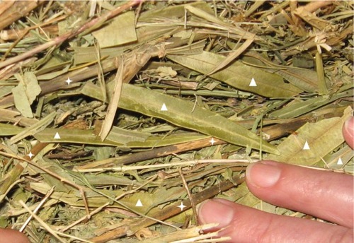 Figure 3 Oat hay contaminated with oleander (Nerium oleander). Oleander leaves (▲). Oleander stems (+).