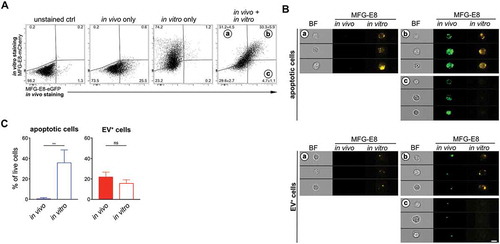 Figure 7. Comparison of in vivo and in vitro MFG-E8 staining. LCMVArm-infected mice received 100 µg MFG-E8-eGFP iv on day 5 after infection (n = 3). 1h later mice were sacrificed and their spleens homogenised by meshing them through nylon meshes and erythrocytes lysed using standard ACK lysis buffer. Single cell suspensions were further stained with MFG-E8-mCherry followed by imaging flow cytometry analysis. (a) Dot plots show gating of MFG-E8 double-negative, double-positive (gate B), mCherry single positive (gate A) and eGFP single positive (gate C) populations using appropriate unstained and single-stained controls. Double positive cells are cells that were both stained with MFG-E8 in vivo and in vitro, mCherry single positive cells were only stained in vitro, while eGFP single positive cells were only stained in vivo. Bar graphs show the result of the CAE analysis that was performed either on MFG-E8-eGFP+ (in vivo stained) cells (filled bars) or on MFG-E8-mCherry+ (in vitro stained) cells (open bars). Means ± SDs are shown, apoptotic cells are shown in blue, EV+ cells are shown in red. (b) Representative BF, eGFP and mCherry images of MFG-E8-mCherry+MFG-E8-eGFP− (gate A), MFG-E8-mCherry+MFG-E8-eGFP+ (gate B), MFG-E8-mCherry−MFG-E8-eGFP+ (gate C) are shown. Scale bar 7 µm. Statistical significance is indicated by asterisks (ns P > 0.05; **P ≤ 0.01; two-tailed unpaired t-test).
