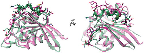 Figure 2. Comparison of Saccharomyces cerevisiae Vps21 to Homo sapiens RHEB.Crystal structure (1.48 Å resolution) of yeast Vps21 (green) bound to the non-hydrolyzable GTP analog GppNHp (PDB: 1EK0) [Citation83] was aligned with the crystal structure (2.65 Å resolution) of GppNHp-bound RHEB (fuschia) (PDB: 1XTR) [Citation84] by superimposing the GTP-binding fold in each of these two GTPase, revealing the distinct conformation of the Switch II regions (top) in these proteins. Side chains in the Switch I and Switch II loops in both GTPases are shown in stick representation.