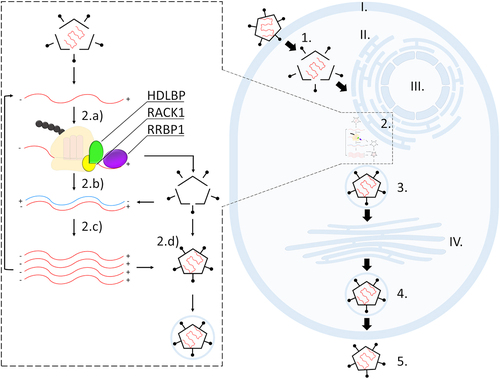 Figure 3. Simplified representation of a single-stranded positive-sense RNA virus infection; interaction of viral RNA (red) with HDLBP (green) during its translation at the ER. At the ribosome, HDLBP is bound to RACK1 (yellow) in proximity of RRBP1 (purple). Different compartments and steps during viral infection are indicated. I. plasma membrane; II. endoplasmic reticulum; III. nucleus; IV. Golgi apparatus. 1. Viral entry and disassembly; 2. Viral replication, including 2a. translation, 2b. transcription, 2c. viral RNA replication, and 2d. virion assembly.
