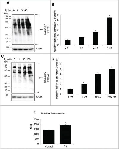 Figure 2. T3 increases oxidative stress in hepatic cells. (A) Protein oxidation analysis using the oxyblot method in THRB-HepG2 cells at different doses of T3 for 48 h. (B) Quantification of Oxyblot assays (bars represent the mean of the respective individual ratios ±SD , n = 3,*P < 0 .05). (C) Protein oxidation analysis using the oxyblot method in THRB-HepG2 cells with 100 nM T3 for different time periods. (D) Quantification of Oxyblot assays (n = 3, *P < 0 .05). (E) Mitochondrial superoxide generation in T3 (100 nM/48 h)-treated cells measured by MitoSOX. Bars represent the mean of the respective fluorescence intensity ±SD (n = 5, *P < 0.05). TUBB, β-tubulin; MFI, mean fluorescence intensity.