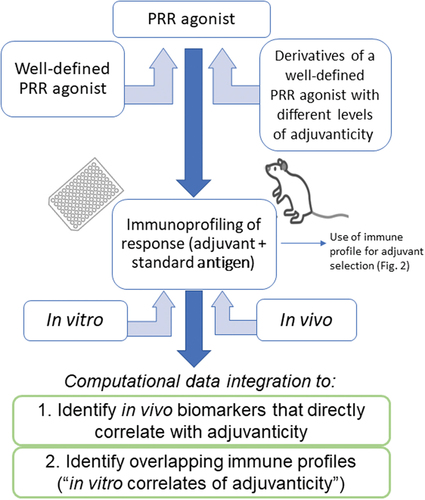 Figure 1. Proposed approach for establishing in vitro correlates of adjuvanticity to aid in adjuvant discovery. Example shown is for a generic PRR agonists and involves the use of well-established adjuvants targeting the PRR as well as derivatives of such compounds to establish a range of response patterns in vivo as well as in vitro. Computational data integration is used to a) identify biomarkers that directly correlate with adjuvanticity in vitro and b) help identify corresponding, minimal response patterns in vitro. Applying this approach to different PRR agonists may also identify an in vitro adjuvanticity profile that applies to a wide variety of types of adjuvants (“pan-PRR adjuvanticity profile”). Comparing the profile induced by the adjuvant alone and different adjuvant/antigen formulations provides further insights into the contribution of the antigen to the innate immune response profile. Once established, immune profiles of adjuvants can inform rational adjuvant/antigen pairing (see Figure 2).