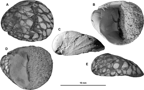 Figure 1.  A–E, Neritina maxwellorum n. sp., holotype, NMNZ M.284526, J39/f7686, Waihao Greensand, Bortonian (Middle Eocene), left bank Pareora River, Evan's Crossing, S Canterbury; A, D, E, uncoated, showing colour pattern; B, C, coated with MgO, showing top of outer lip ascending spire. Scale bar applies to all figures.