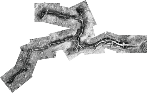 Figure 7. Excavation of a single root from trunk to tip.