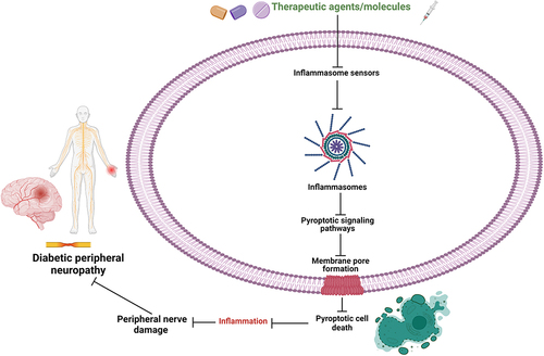 Figure 3 Schematic illustration of therapeutic implications by several experimental compounds/drugs targeting inflammasome and pyroptosis-related signaling pathways for novel therapeutic strategies in the treatment and management of DPN.