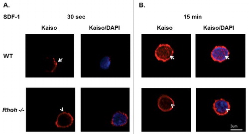 Figure 3. Sequential SDF-1 induced Kaiso localization at cell protrusion sites and in nucleus requires RhoH function in primary T cells of wildtype and Rhoh−/− mouse spleens. (A) T cells isolated from wildtype (WT) and Rhoh−/− mouse spleens were stimulated with SDF-1 (200ng/ml) for 30 seconds and stained with anti-Kaiso monoclonal antibody (red) and nuclear DAPI (blue). (B) Isolated T cells were stimulated with SDF-1 (200ng/ml) for 15 minutes and stained with anti-Kaiso monoclonal antibody (red) and nuclear DAPI (blue). Cell images were captured by Zeiss LSM 700 Laser Scanning Confocal-Microscope with 63X magnification and processed by ZEN software (Zeiss). Top row is WT and lower row is Rhoh−/− T cells.