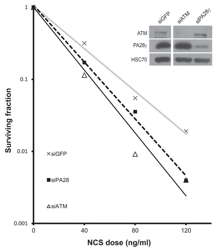 Figure 1 Depletion of PA28γ enhances cellular sensitivity to radiomimetic treatment. Left part: clonogenic survival curves of CAL51 cells transfected with siRNA against PA28γ for 96 h and subsequently treated with various concentrations of the radiomimetic drug NCS. Cells transfected with siRNAs against ATM or GFP served as controls. The experiment was performed in triplicates. Right part: protein gel blotting analysis showing the extent of protein knockdown. Total cellular extracts of CAL51 cells transfected with the various siRNAs for 96 h were blotted with the indicated antibodies.