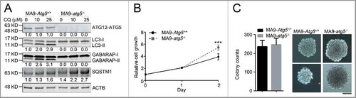 Figure 2. Atg5 is dispensable for MA9-AML cell growth and survival in vitro. (A) Clean Atg5-deleted MA9 cells were prepared through 4-OHT treatment and colony selection. MA9-Atg5+/+ and MA9-atg5−/− leukemia cells were treated with chloroquine at the indicated dosages for 6 h followed by western blot analysis. Numbers represent the densitometry quantification of protein levels normalized to ACTB (n = 4 repeats). MA9-Atg5+/+, Atg5 wild-type MA9 leukemia cells; MA9-atg5−/−, Atg5-deficient MA9 leukemia cells. (B) Basal cell growth rates of MA9-Atg5+/+ and MA9-atg5−/− cells were analyzed by MTS assay at the indicated time points. OD: 490 nM (n = 6 repeats). Results are mean ± SD, * P < 0.05. (C) Five hundred MA9-Atg5+/+ or MA9-atg5−/− leukemia cells were plated in M3434 medium for 5 d followed by colony counting (n = 3 repeats). Images show representative colonies. Images were taken by light microscopy (Olympus, CKX41) under the 10X objective. Scale bar: 100 μm.