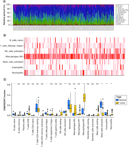 Figure 1. The composition of immune cells assessed by CIBERSORT algorithm in glioblastoma.(A & B) The identification of prominent tumor-infiltrating immune cells related to GBM. (C) The CIBERSORT fraction of immune cells. The blue and yellow boxes stand for the normal group and primary tumor group, respectively.CIBERSORT: Cell type identification by estimating relative subsets of RNA transcripts.